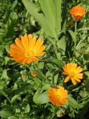 Calendula officinalis