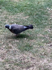 Columba palumbus