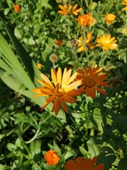 Calendula officinalis