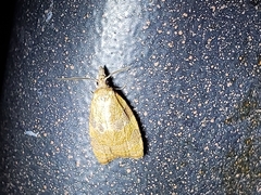 Coelostathma discopunctana