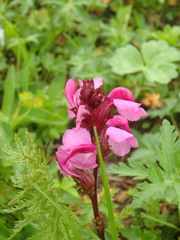 Pedicularis nordmanniana