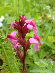 Pedicularis nordmanniana