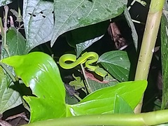 Trimeresurus albolabris