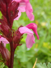 Pedicularis nordmanniana