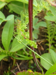 Pedicularis nordmanniana