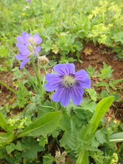 Geranium gymnocaulon