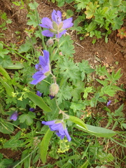 Geranium gymnocaulon