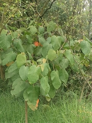 Croton magdalenensis
