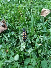 Leptura