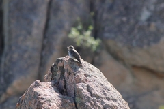 Muscicapa striata tyrrhenica