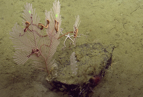 Representative image of Callogorgia