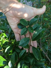 Maclura cochinchinensis