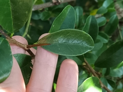 Maclura cochinchinensis