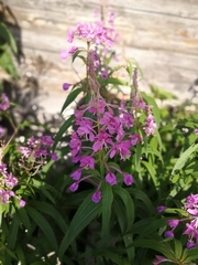 Chamaenerion angustifolium