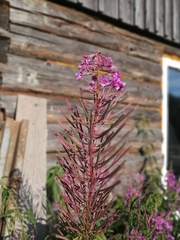 Chamaenerion angustifolium