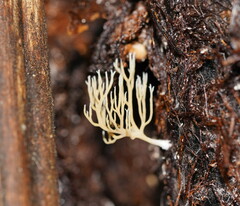 Phaeoclavulina ochracea