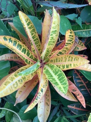 Codiaeum variegatum