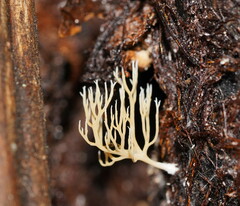 Phaeoclavulina ochracea