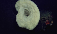 Chonelasma