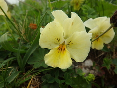 Viola oreades