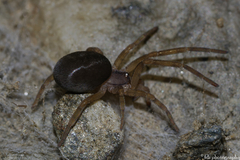 Filistata insidiatrix