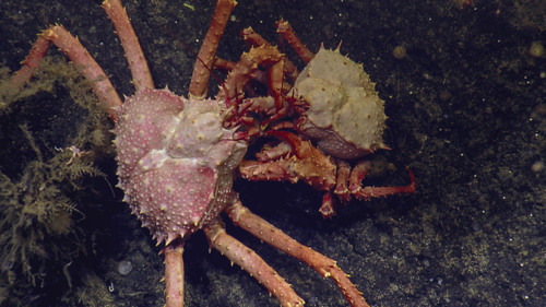 Scarlett King Crab