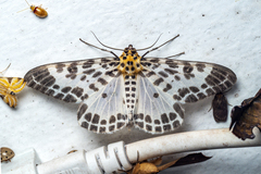 Pogonopygia nigralbata