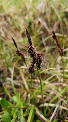 Carex membranacea