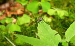 Neoitamus socius
