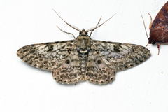 Cleora tenebrata