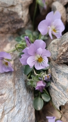 Viola crassiuscula