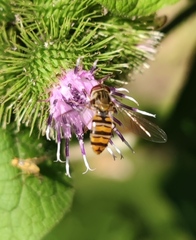 Episyrphus balteatus