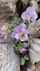 Viola crassiuscula