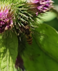 Episyrphus balteatus