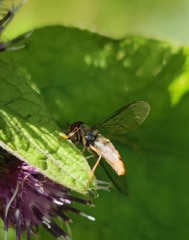 Episyrphus balteatus