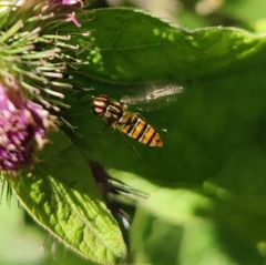 Episyrphus balteatus