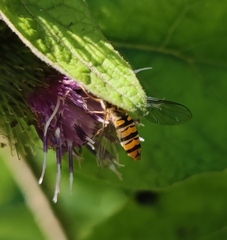Episyrphus balteatus