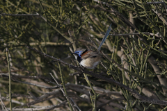 Malurus assimilis assimilis