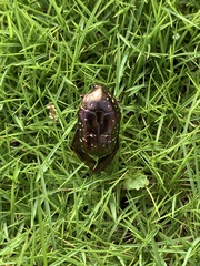 Protaetia orientalis sakaii