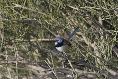 Malurus assimilis assimilis