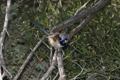 Malurus assimilis assimilis