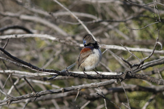 Malurus assimilis assimilis