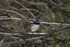 Malurus assimilis assimilis