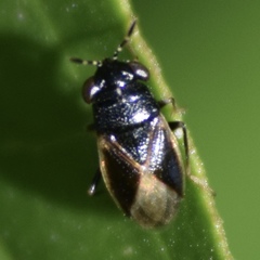Geocoris atricolor