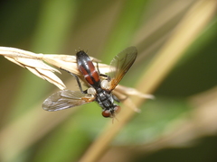 Cylindromyia auriceps