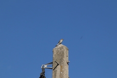 Muscicapa striata tyrrhenica