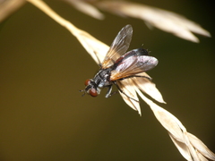 Cylindromyia auriceps