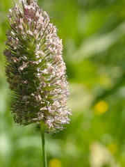 Phleum alpinum