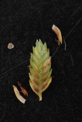 Cyperus entrerianus