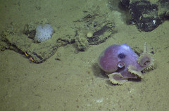 Graneledone boreopacifica